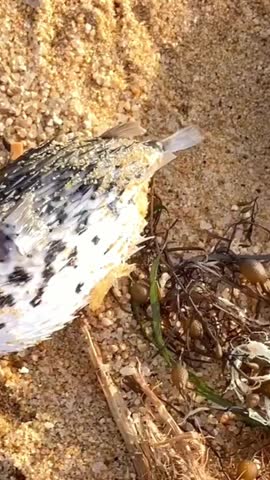 porcupinefish dead fish also know as spiny balloonfish - Diodon holocanthus on beach