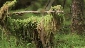 Tangles branches and roots of the fallen tree covered with lush hanging moss in the enchanted forest. Close-up parallax video.
