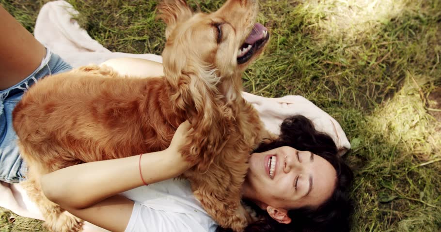 Woman playing with her dog. hugs, kiss and pose nicely. English cocker spaniel rests outdoors. young pretty animal. Happy woman hugs and have fun with cocker spaniel dog. Human animal friendship.