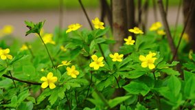 Yellow spring little flowers blooming in garden, heads swinging in slow wind