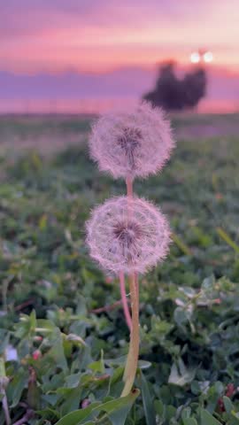 Wish flower Dandelion by spring under dramatic sky by sunset