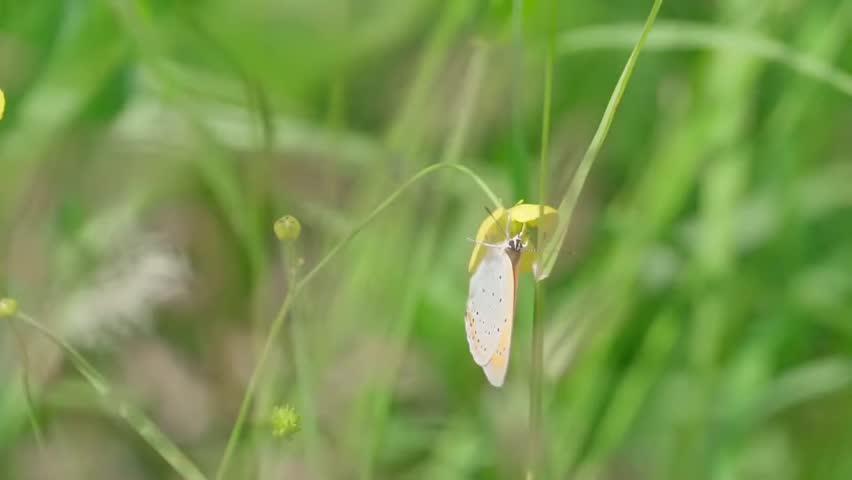 beautiful nature flowers close up