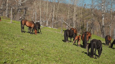 Lactating mares with little foals graze fresh grass on hilly birch grove glade slow motion. Farm horses population live in wilderness at reserved territory Stockvideó