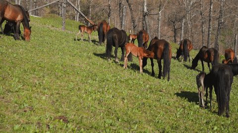 Large horses stud grazes with cubs walking on meadow grass on hilly pasture slow motion. Stud farm animals living in wilderness at reserved territory Stockvideó