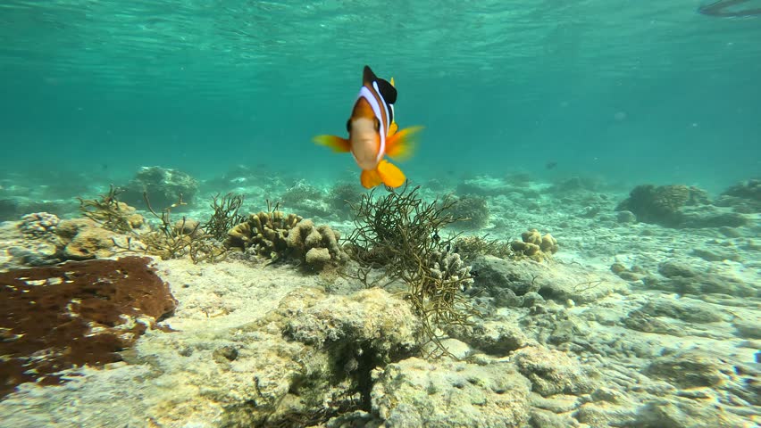 Lone coelacanth in the ocean.