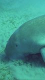 Vertical video, Slow motion, Sea Cow or Dugong (Dugong dugon) eating green algae on seagrass meadow then swimming to surface of water, Close-up
