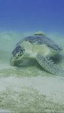 Vertical video, Sea Turtle stands on its flippers on sandy bottom covered with grass and chews seagrass, slow motion. Great Green Sea Turtle (Chelonia mydas)