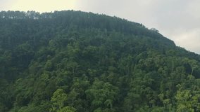 Drone fly over green dense of mixed forest. Tropical rainforest in the morning. Aerial view.