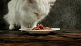 closeup front view of hungry cat eats food from a bowl domestics pets indoors