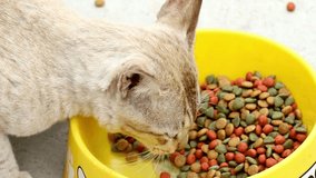 closeup front view of hungry cat eats food from a bowl domestics pets indoors