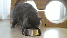 cute kitten eating dry food in bowl on floor domestic pet fluffy adorable house cat