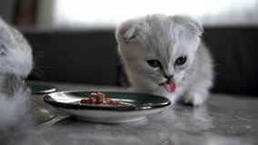 cute kitten eating dry food in bowl on floor domestic pet fluffy adorable house cat