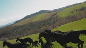 Herd of black horses with foals runs along green lush meadow on hill on sunny morning aerial view. Mustang equine animals free roam on pasture slow motion - Powered by Shutterstock - Get 15% off with code: PIKWIZARD15