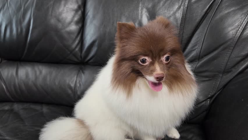 Little dog spitz white brown sitting on black sofa Royalty-Free Stock Footage #3472244811