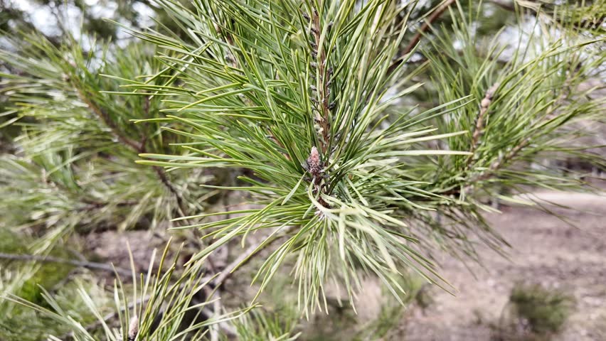 Pine branches with needles and cone staggering in the wind Royalty-Free Stock Footage #3472274971