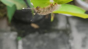 Video of a caterpillar looking for food