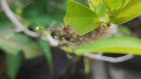 Video of a caterpillar struggling to find food