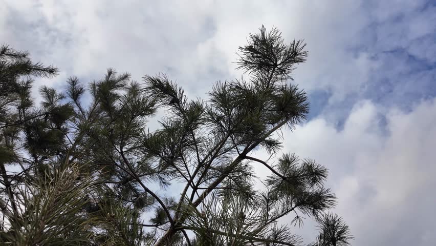 Spruce branches swaying in the wind against the background of clouds Royalty-Free Stock Footage #3472294121