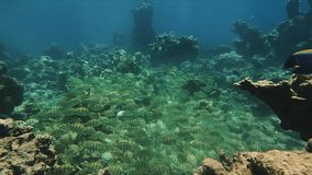 Convict Surgeonfish Swimming in Large School Grazing on Coral Reef - Powered by Shutterstock - Get 15% off with code: PIKWIZARD15
