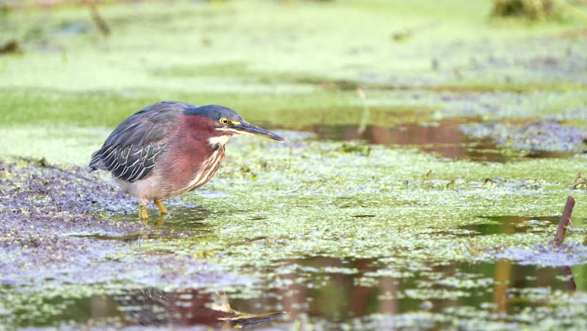 A green heron dives into a pond and catches a small fish.
