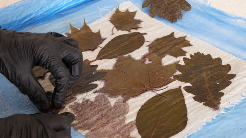 Hands take leaves just used-up from the surface of fabric, selective focus. Final stage of direct contact dyeing method