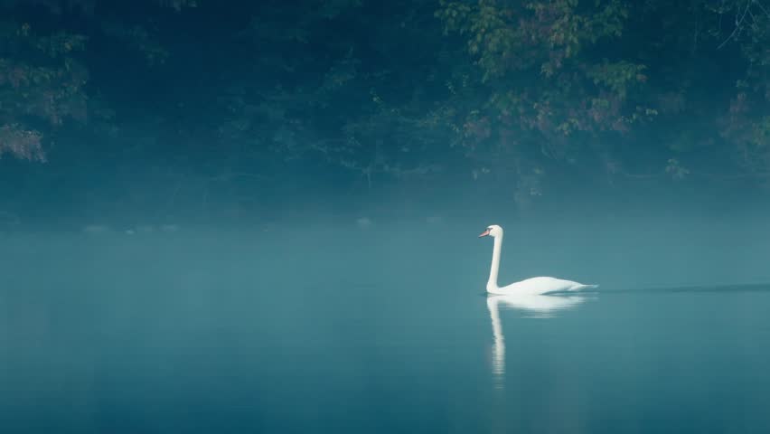Swan, France, Lake, Mist  2024