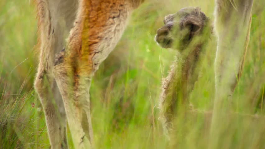 The female guanaco (Lama guanicoe) giving birth a newborn baby in Torres del Paine national park, southern Chilean Patagonia. Royalty-Free Stock Footage #3472441111