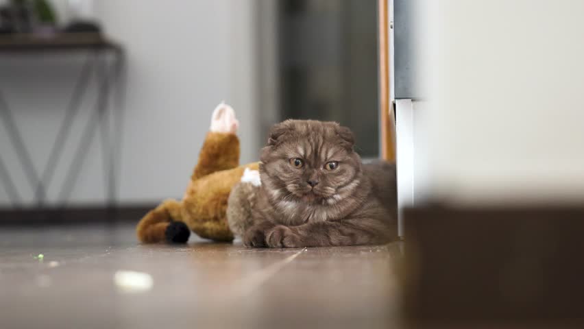 Beautiful Scottish Fold cat lying on the floor with Curious behavior, looking into the Camera Royalty-Free Stock Footage #3472454493