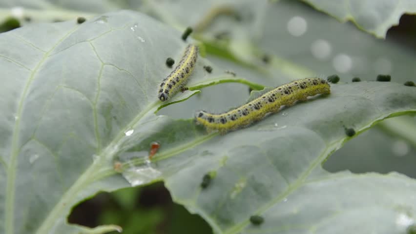 Caterpillars on cabbage leaves crawl and eat leaves Royalty-Free Stock Footage #3472466789
