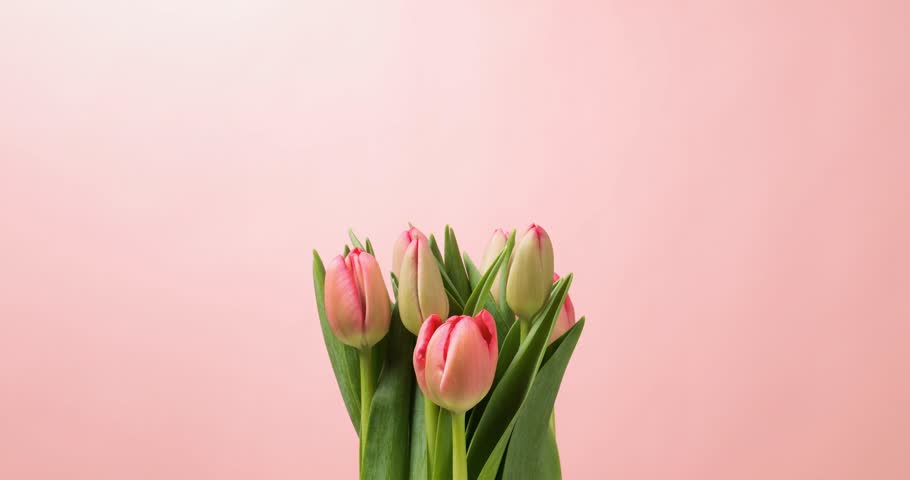 Bouquet of tulip flower blooming on pink background,Time-lapse