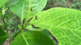 Video footage Baby Mantis from the Sphondromantis family (probably Spondromantis viridis) hiding in a green leaf. Common names include praying mantis.