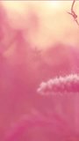 vertical video consisting of a romantic background in pink tones and plants.