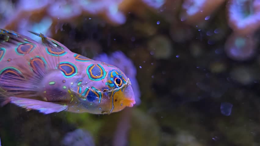 Synchiropus splendidus, the mandarin fish or mandarin dragonet fish swimming around corals	
