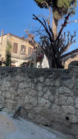 a special dog a great friend
