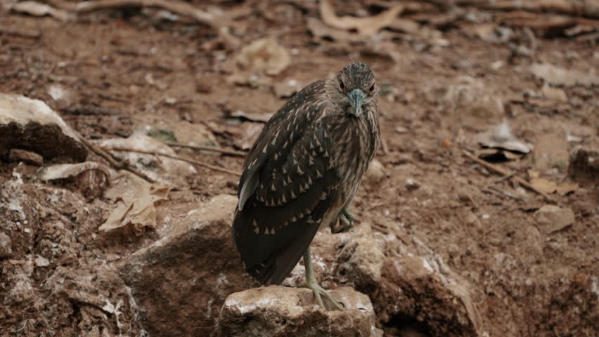 Juvenile Black-crowned Night Heron Perching On Rocks. closeup, zoom-out shot