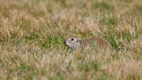 Portrait of a funny gopher, little ground squirrel or little suslik, Spermophilus pygmaeus is a species of rodent in the family Sciuridae. Suslik next to the hole in wildlife. Slow motion video