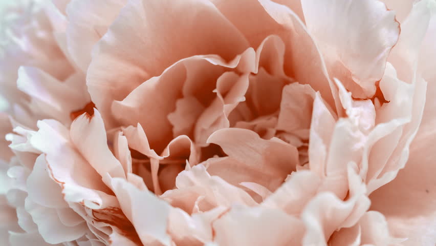 Beautiful Peony background. Blooming peony flower open, time lapse, close-up. Wedding backdrop, Valentine's Day concept. 4K UHD video timelapse. Macro. Pantone peach Fuzz color of the year 2024 Royalty-Free Stock Footage #3472681661