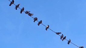 Pigeons Perched on Electric Wire on a Clear Day Footage.