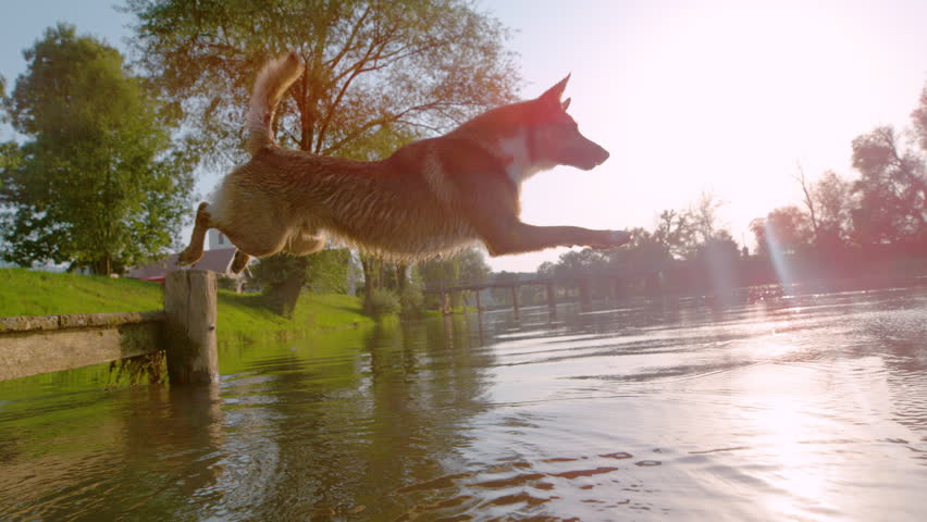 LENS FLARE, SLOW MOTION: Playful dog jumps into refreshing river on hot summer day. Waterdrops are splashing when energetic dog enthusiastically leaps from the river bank into fresh water to cool off.