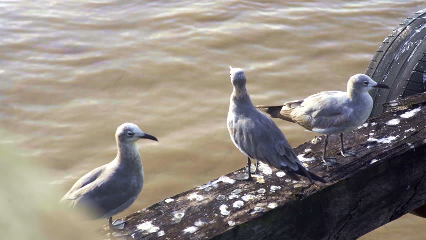 Group of seagulls, laughing gulls on post, open beak