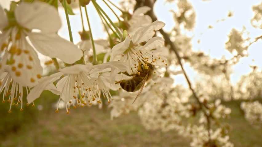 Closeup of european honey bee apis mellifera collecting nectar and pollen on large number of fastly visited white blooms pollinated by this work on early spring without any green leaf on the tree.