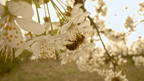 Closeup of european honey bee apis mellifera collecting nectar and pollen on large number of fastly visited white blooms pollinated by this work on early spring without any green leaf on the tree. - Powered by Shutterstock - Get 15% off with code: PIKWIZARD15