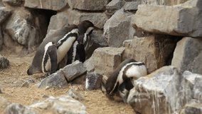 Group of Penguins in 4K Video