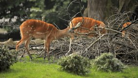 Group of Female Sika Deer Grazing on Meadow - 4K Video