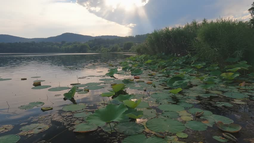 afternoon at the lake with water lilies after the storm