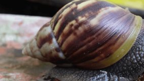 4k macro video of the snail coming out of its shell and progressing slowly. Extreme close up footage of Giant African Snail creeping on the flower pot in the garden.