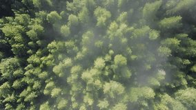 Top view of tree tops poking out through morning fog in Redwood National and State Parks, California, USA. Cloud formations drifting over woods. Forest ecosystem and environment concept, 4k footage 
