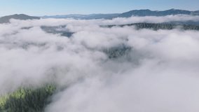 Drone shot of clouds covered Redwood National and State Parks, California, USA. Panoramic view of forest trees looking out through thick mist. Green mountains landscape in morning fog, 4k footage 