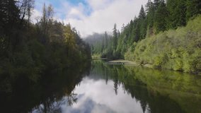 Drone flying over river surface in Redwood National and State Parks, California, USA. Pine trees growing on river bank. Green forest trees reflecting on water surface. Natural landscape, 4k footage 