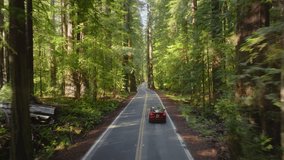 Red car driving in woods of Redwood National and State Parks, California, USA. Automobile moving fast in distance. Drone flying behind auto on highway. Picturesque forest on sunny day, 4k footage 